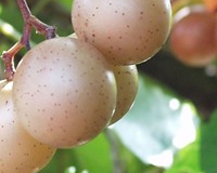 SCUPPERNONG-MUSCADINE